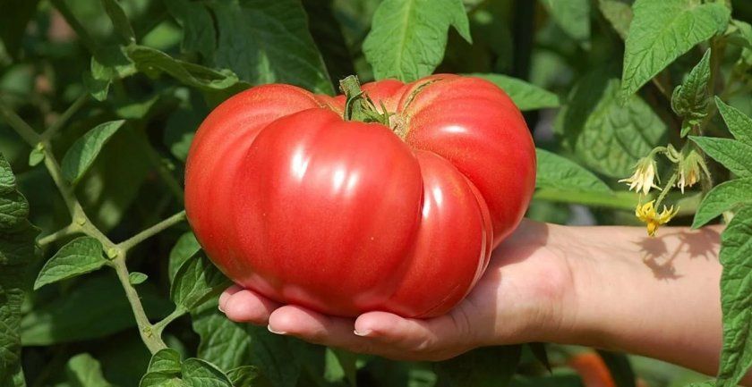 Великоплідні томати для теплиць