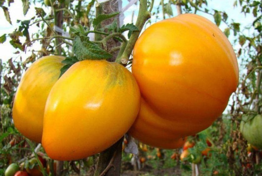 Збір врожаю томатів