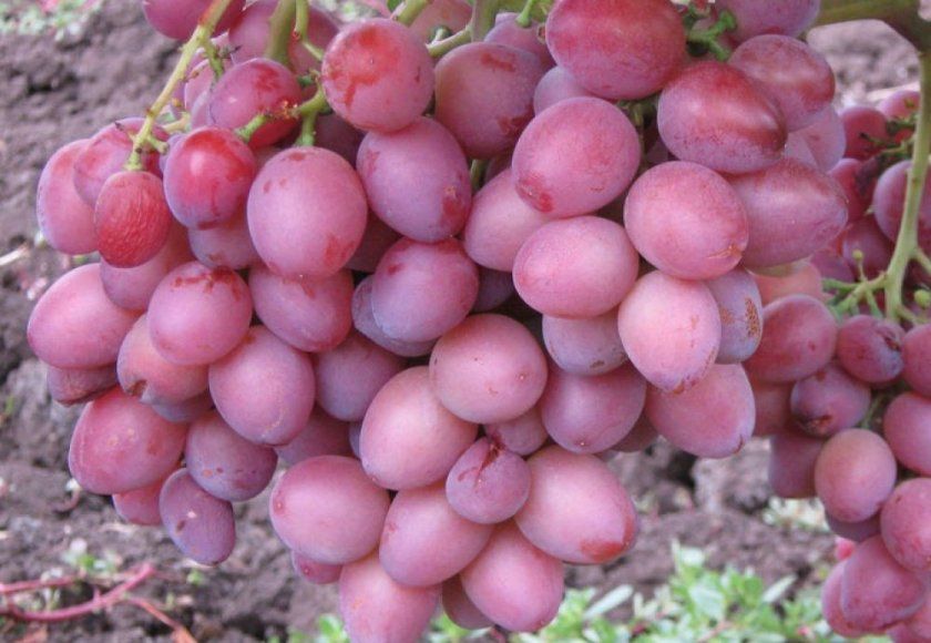 застосування винограду
