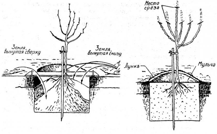 Схема посадки вишні