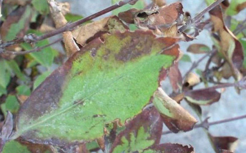 Рамуляріозу листя жимолості