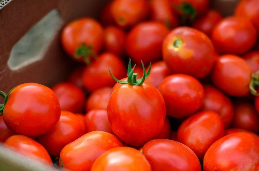 10 найбільших і врожайних сортів томатів