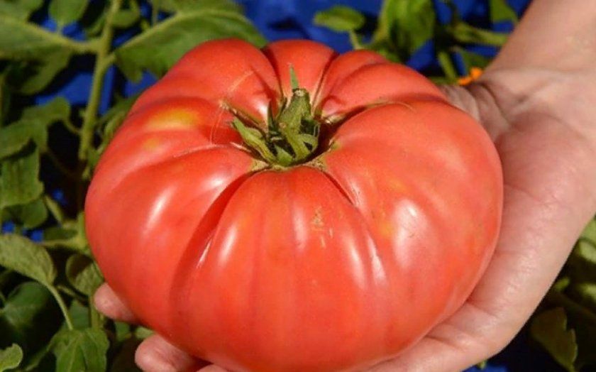 10 найбільших і врожайних сортів томатів