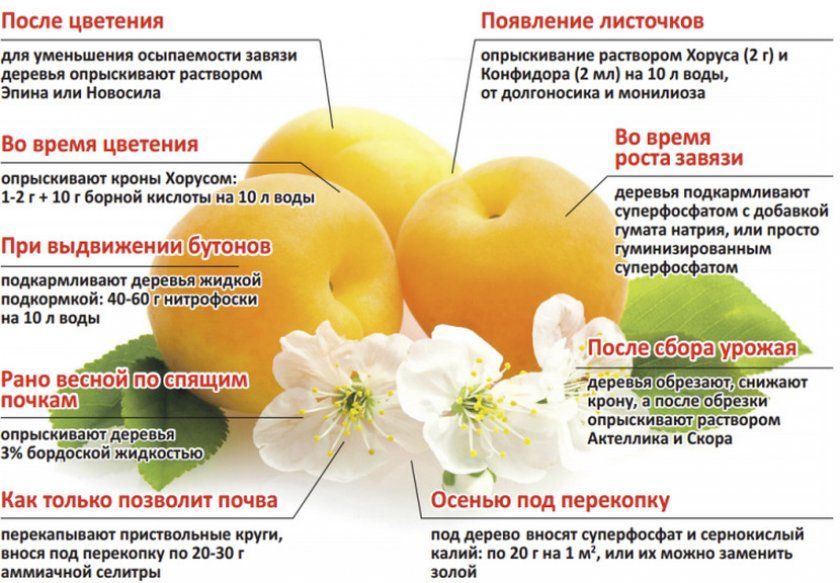 Схема добрива абрикоса