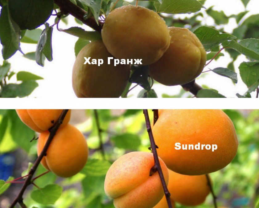 Сорти абрикос для запилення