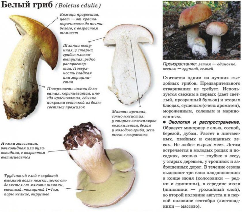 Білий гриб