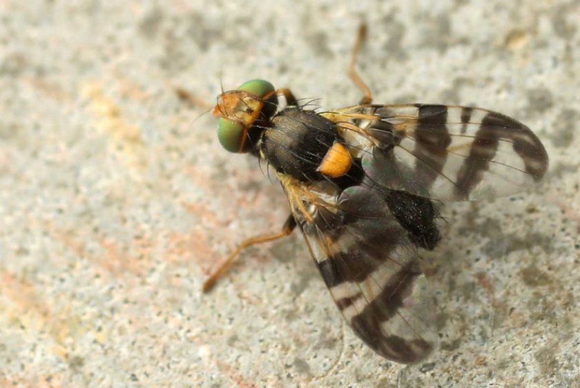 вишнева муха