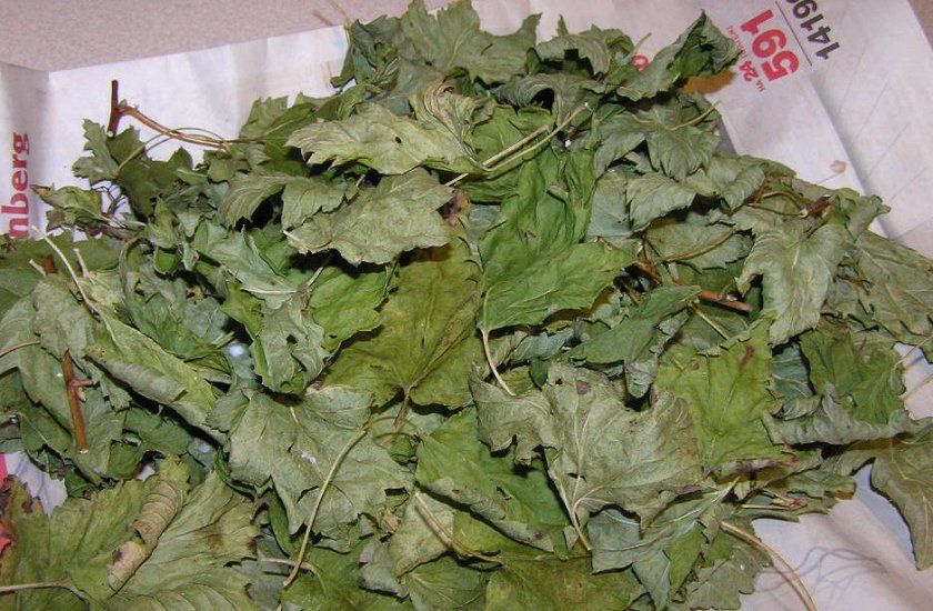 Сушені листя смородини