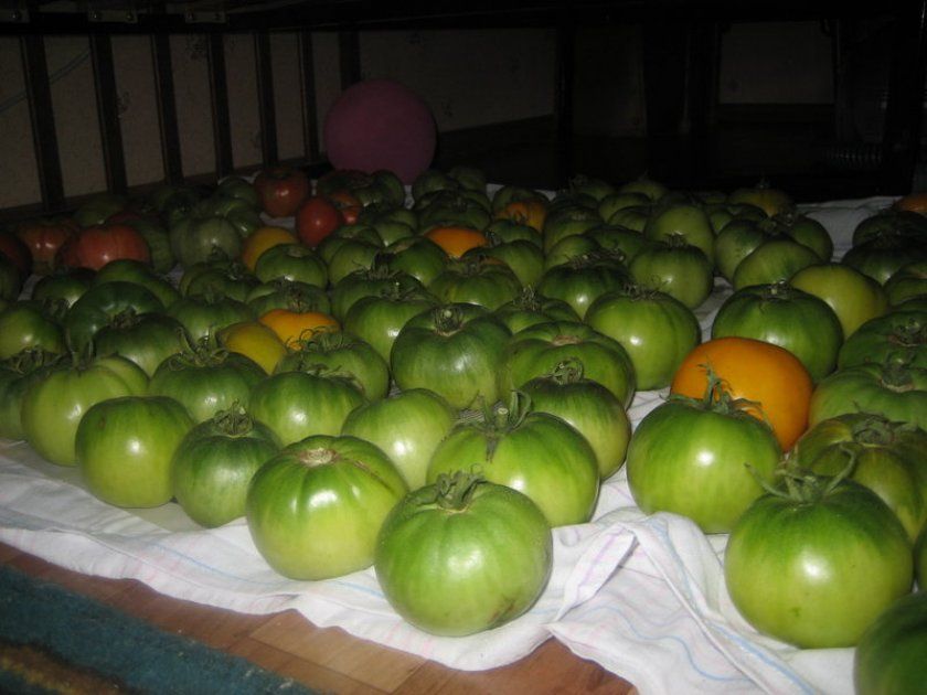 Зберігання зелених томатів