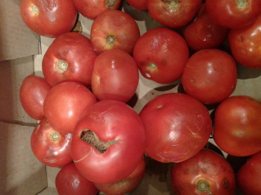 Що робити, якщо томати почали псуватися