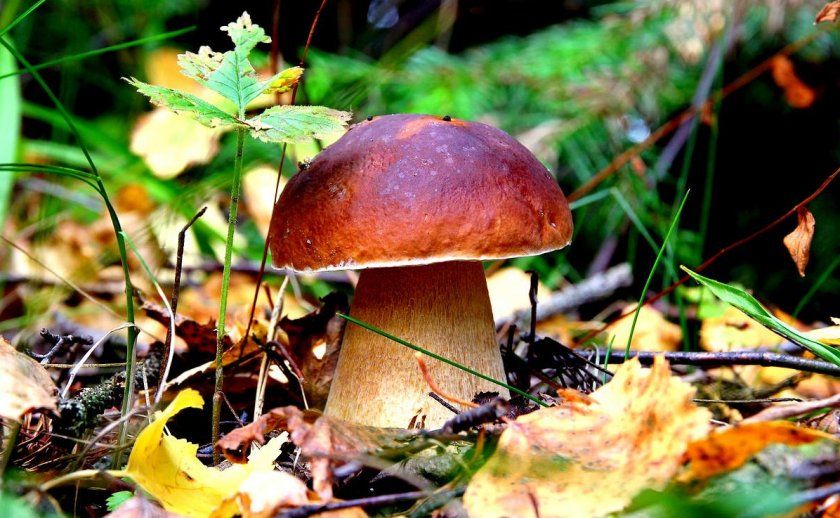 Білий гриб в лісі