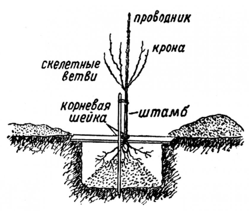 Схема посадки саджанця