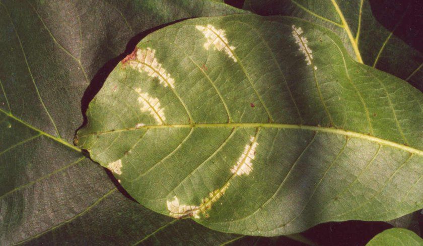 Симптоми білої плямистості на листку волоського горіха