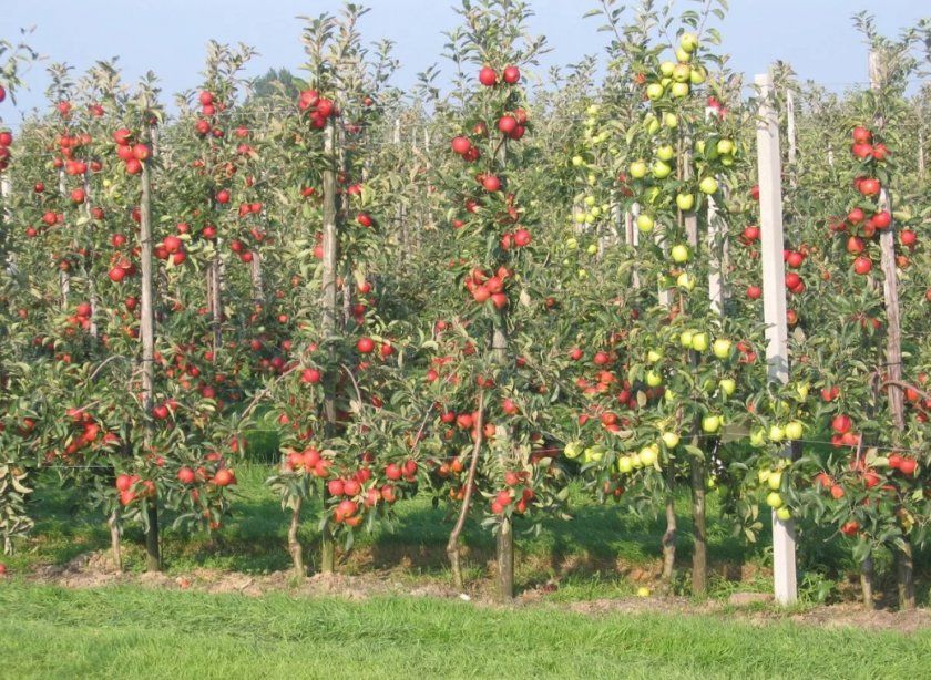 колоновидні яблуні