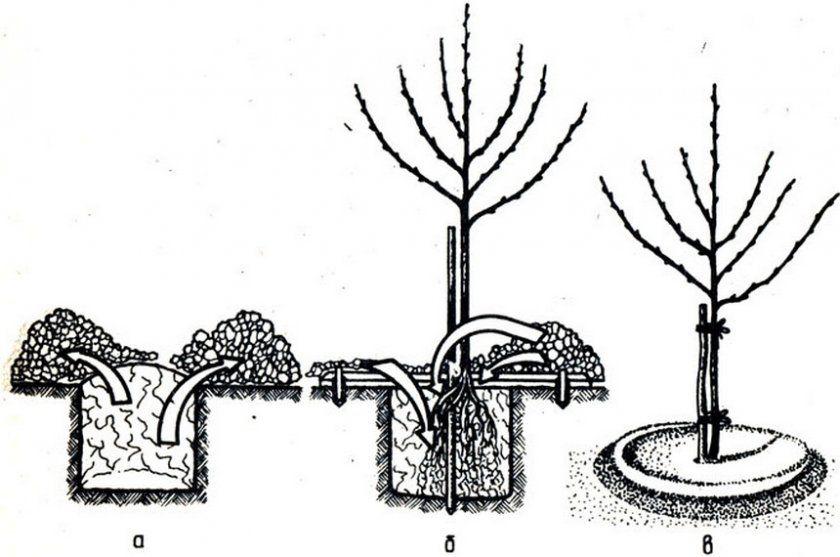 Схема посадки саджанця