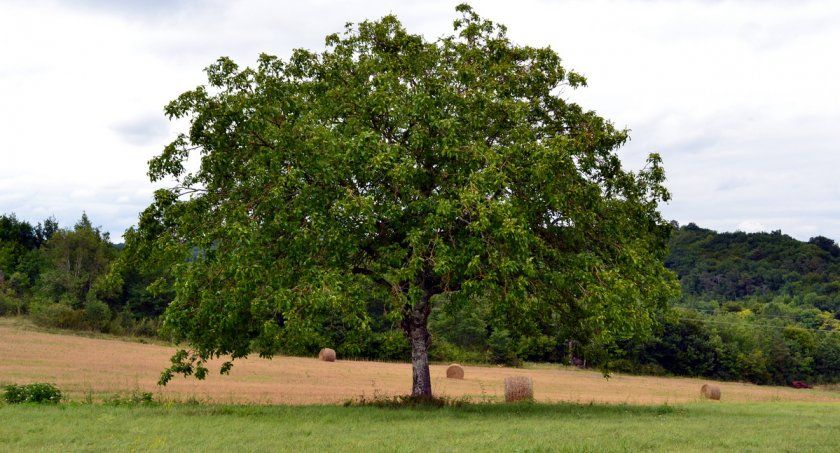 Дерево волоського горіха