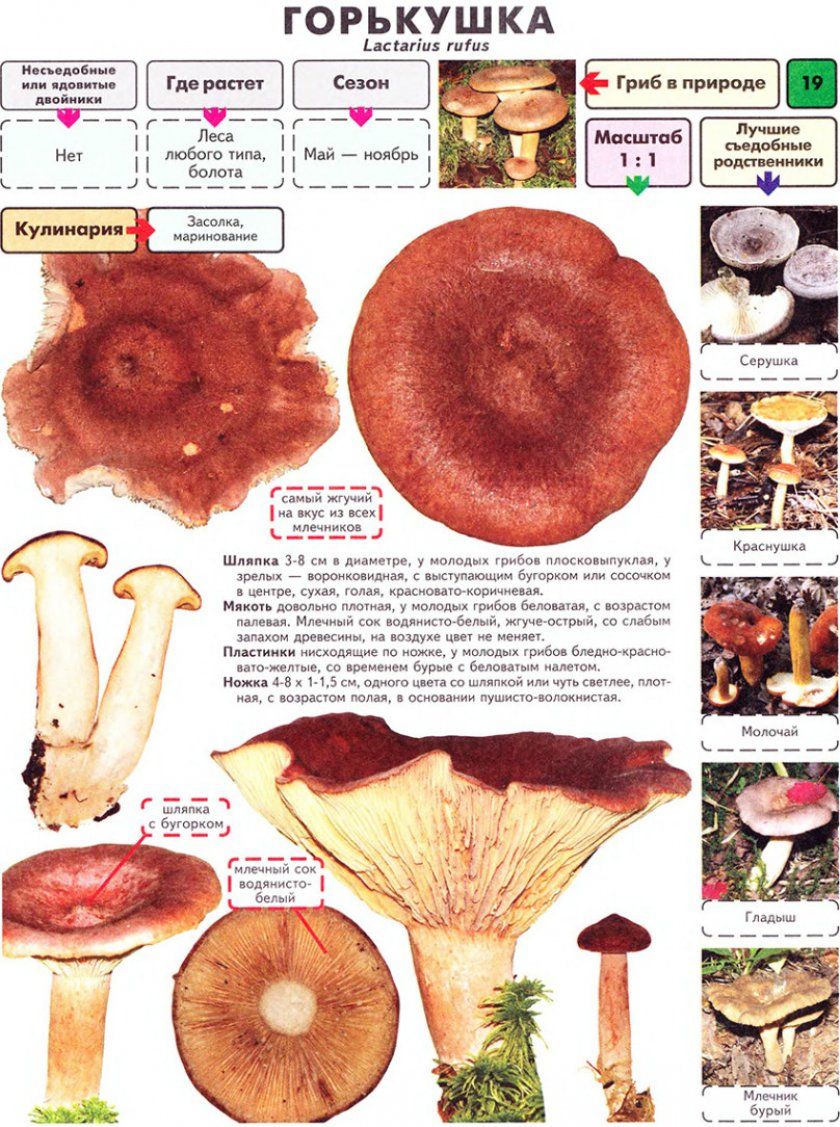 гриб горькушки
