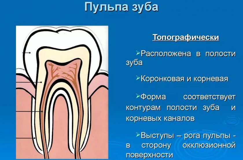 пульпа зуба