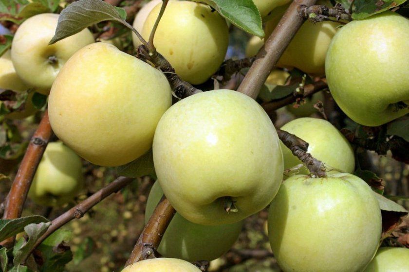 Урожайність яблуні Антонівка
