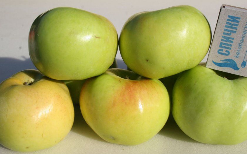 Плоди яблуні Імрус