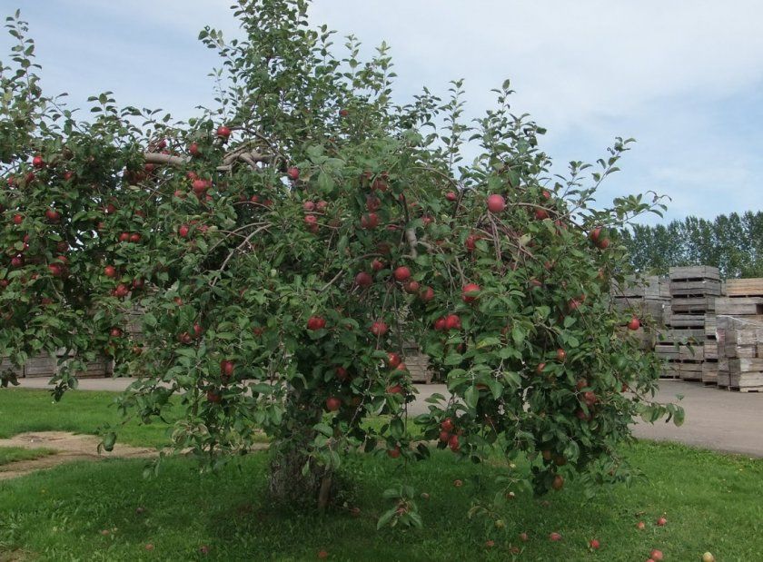 Дерево яблуні Макінтош