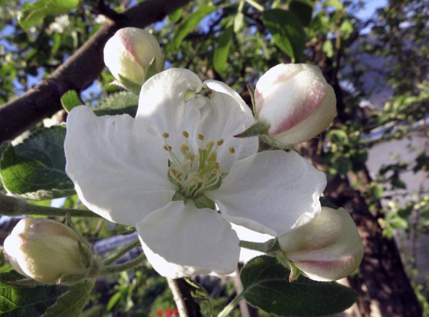 Цвітіння яблуні Сибірська красуня