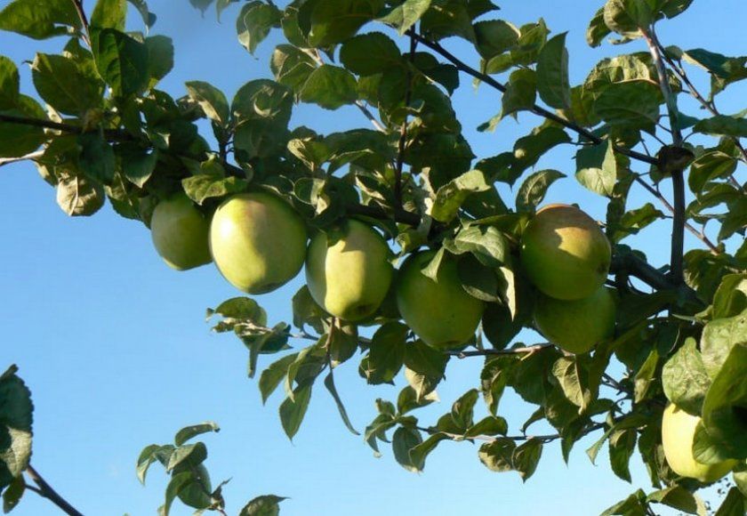 Сорти яблук Білоруський синап