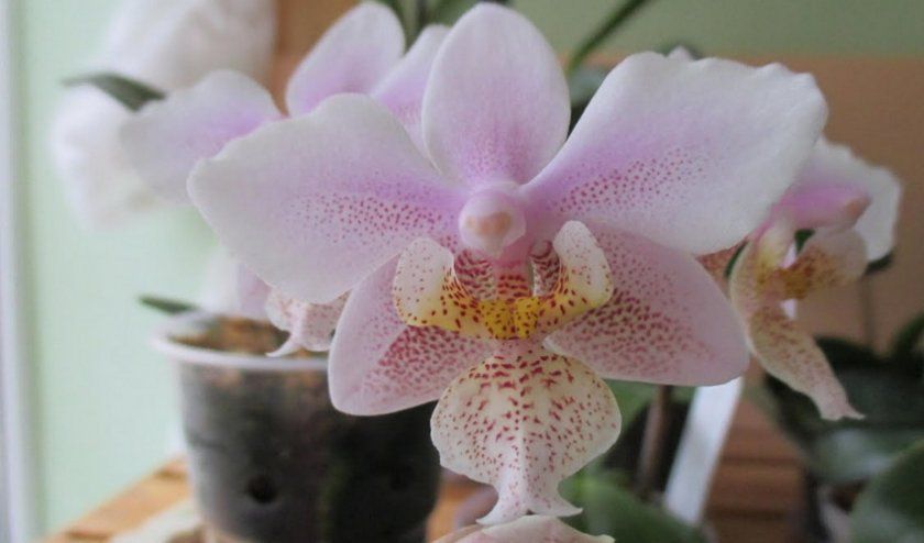 полив орхідеї