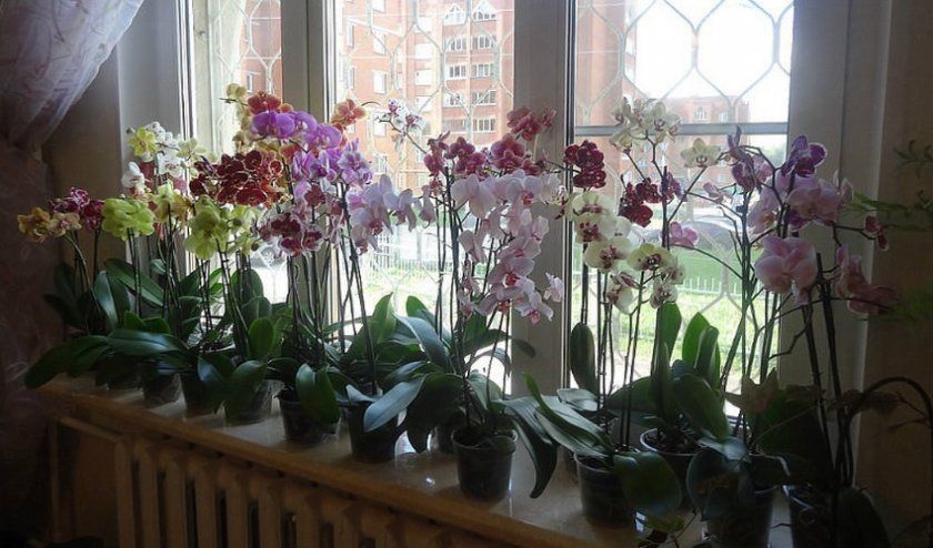полив орхідеї