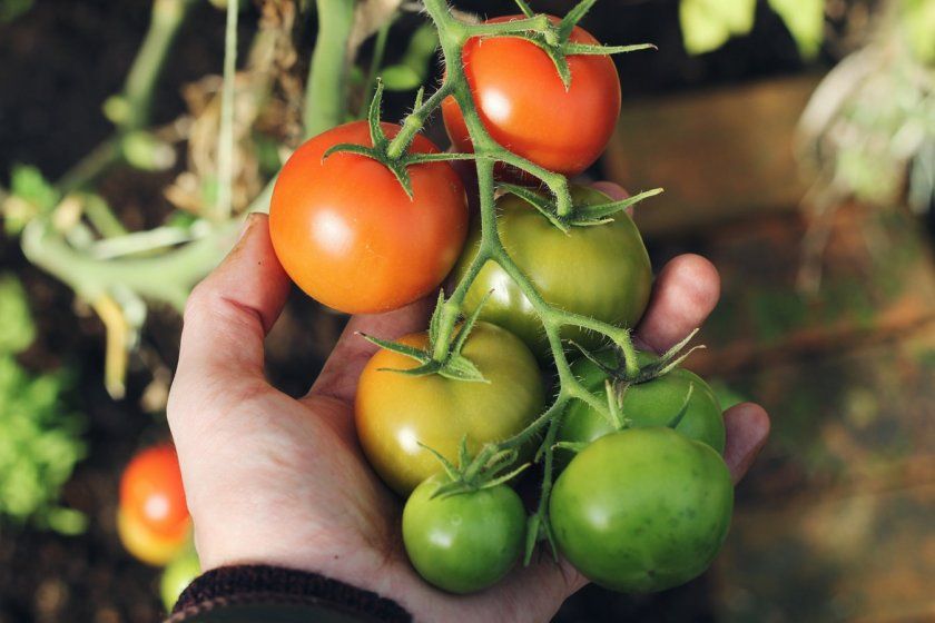 Що потрібно зробити, щоб зелені помідори швидше почервоніли?