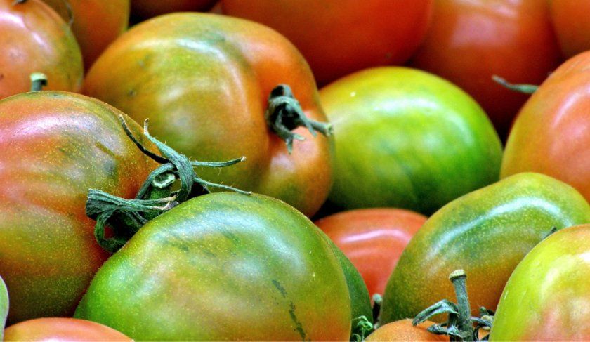 Зберігання недозрілих томатів