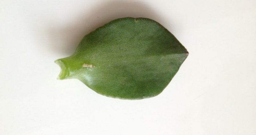 листок товстянки