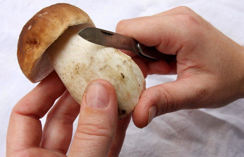 Підготовка грибів до сушіння
