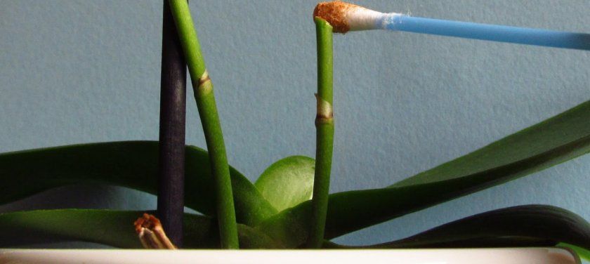 Реанімація орхідеї без квітконоса