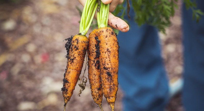 Збір врожаю моркви