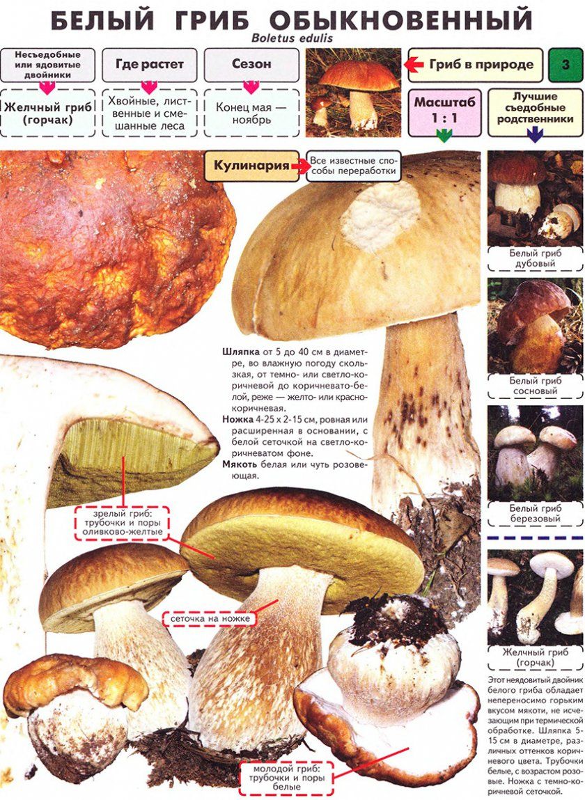 Характеристика білих грибів