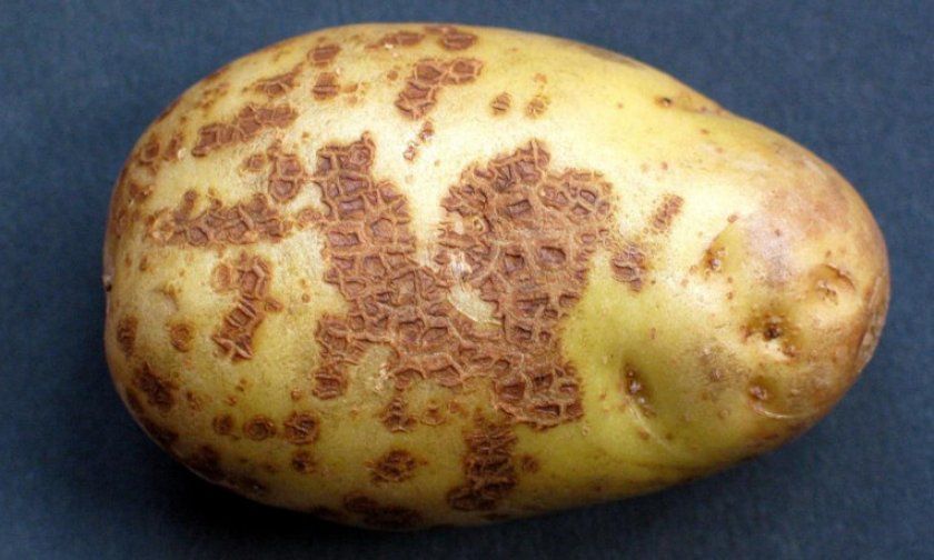 картопляна парша
