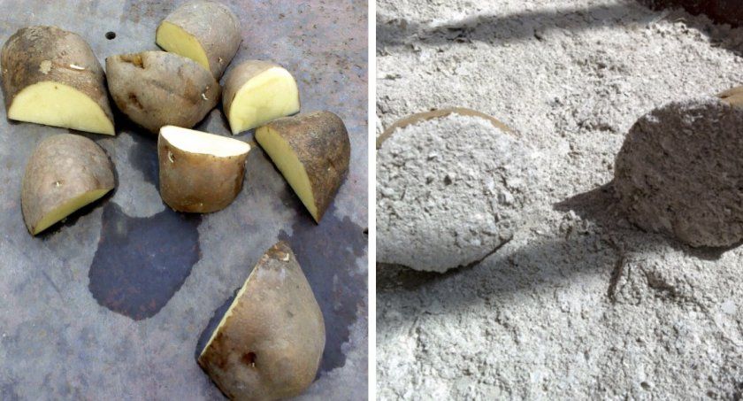 Підготовка бульб картоплі до посадки