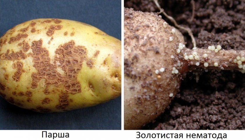 Хвороби і шкідники картоплі