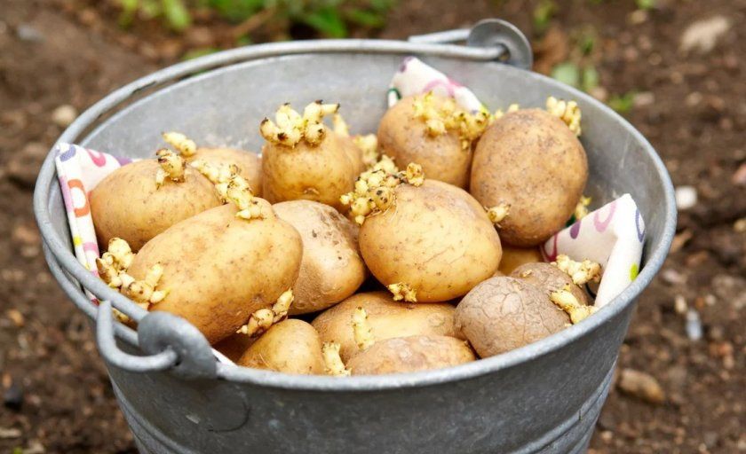 Проращеваніе картоплі перед посадкою