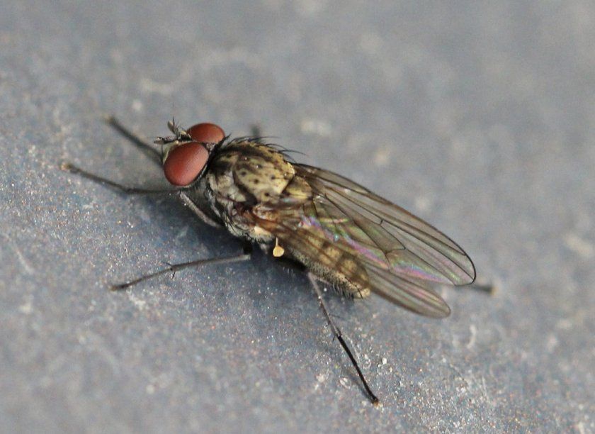 паросткова муха