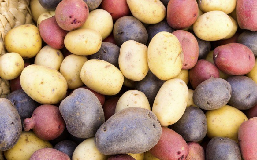 сорти картоплі