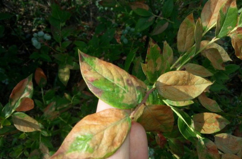Септоріоз листя лохини