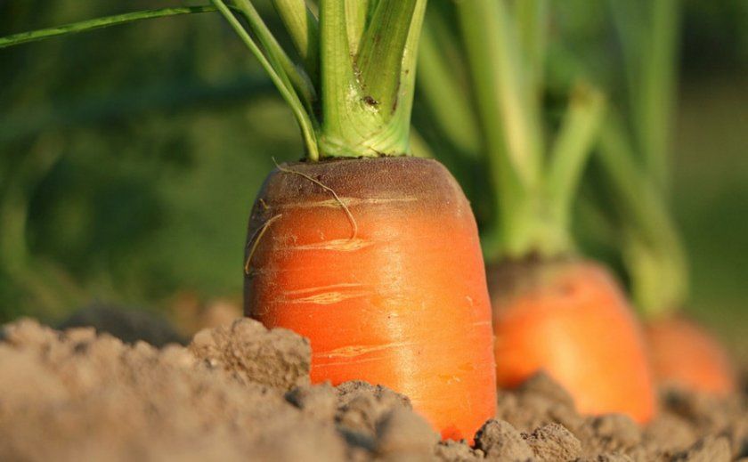 Морква на грядці