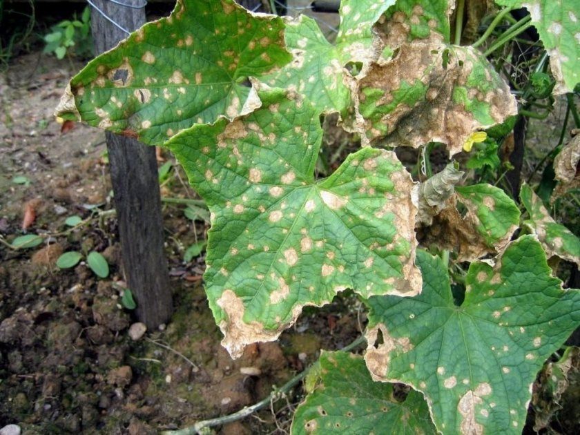 Бура плямистість на листках огірків
