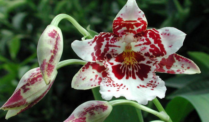 Орхідея Камбрія