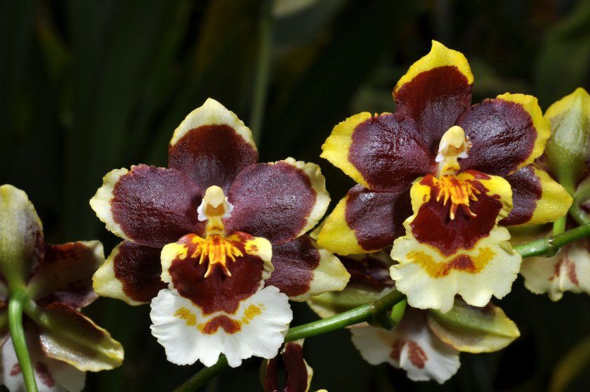 Полив орхідеї онцідіум