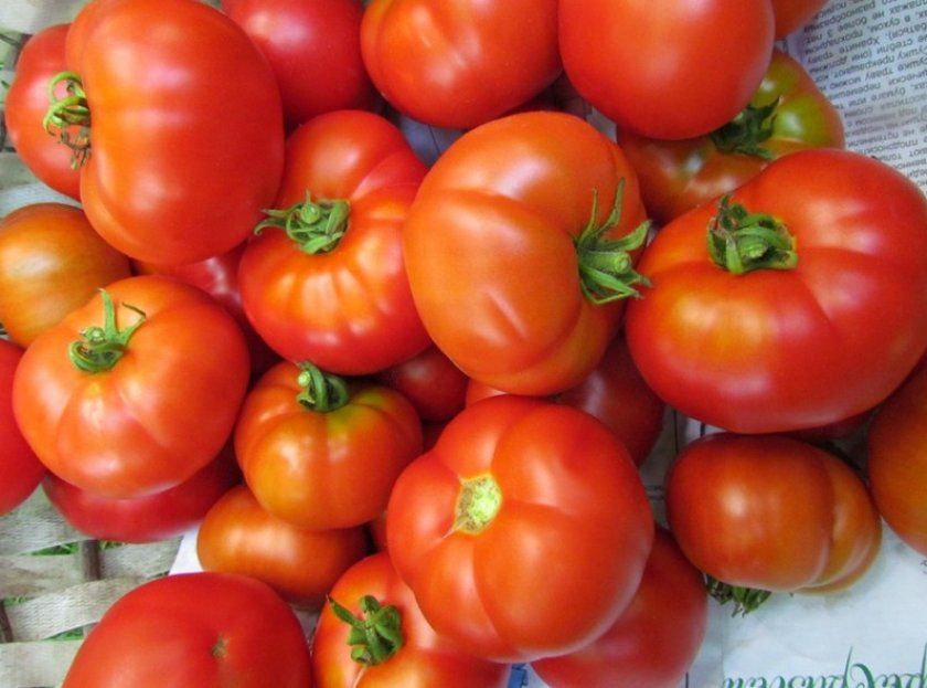 томати Пролісок