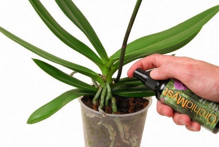 Які підгодівлі вибирати для орхідеї фаленопсис