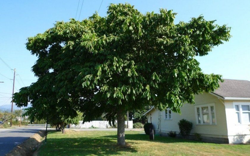 «Самотність» дерева маньчжурського горіха